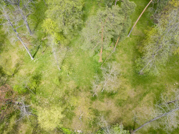 Bosco Verde Primavera Vista Aerea Drone — Foto Stock