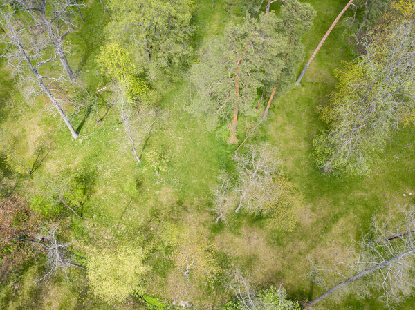Green forest in spring. Aerial drone view.