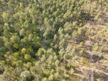 Baharda yeşil orman. Hava aracı görünümü.