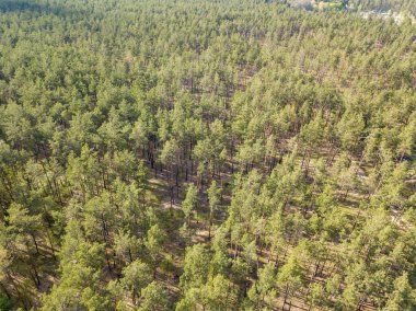 Baharda yeşil orman. Hava aracı görünümü.