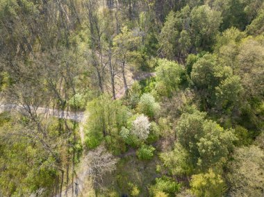 Baharda yeşil orman. Hava aracı görünümü.