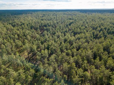 Baharda yeşil orman. Hava aracı görünümü.