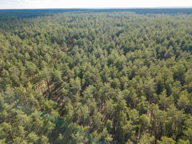 Baharda yeşil orman. Hava aracı görünümü.
