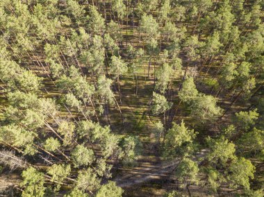 Baharda yeşil orman. Hava aracı görünümü.
