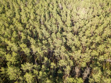 Baharda yeşil orman. Hava aracı görünümü.