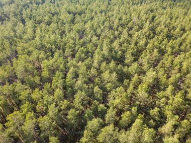 Baharda yeşil orman. Hava aracı görünümü.