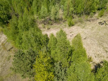 Baharda yeşil orman. Hava aracı görünümü.