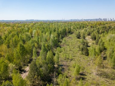 Baharda yeşil orman. Hava aracı görünümü.
