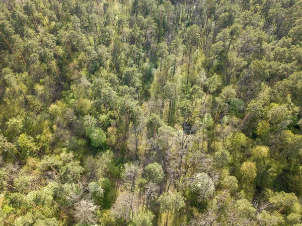 Grön Skog Våren Flygdrönare — Stockfoto