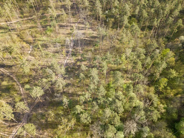 Floresta Verde Primavera Vista Aérea Drones — Fotografia de Stock