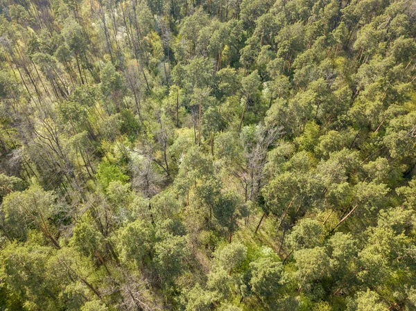 Floresta Verde Primavera Vista Aérea Drones — Fotografia de Stock