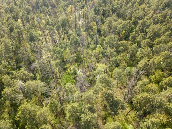 Zelený Les Jaře Zobrazení Leteckých Dronů — Stock fotografie