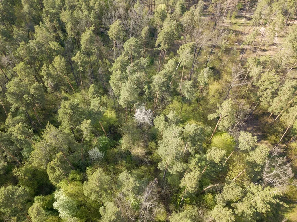 Zielony Las Wiosną Widok Drona Powietrza — Zdjęcie stockowe