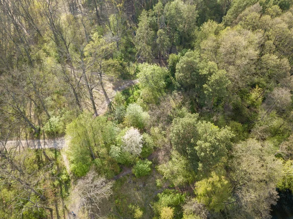 Floresta Verde Primavera Vista Aérea Drones — Fotografia de Stock