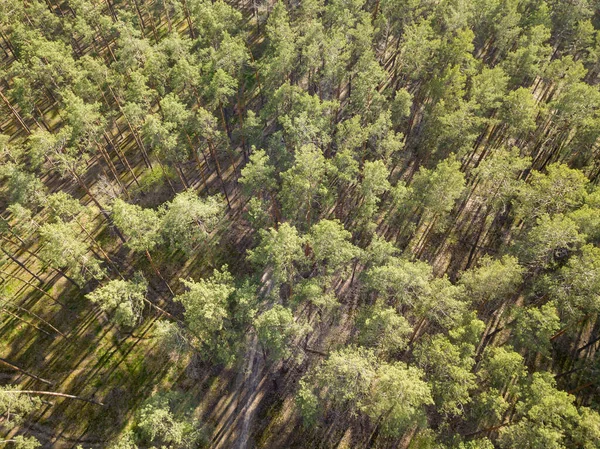 Floresta Verde Primavera Vista Aérea Drones — Fotografia de Stock