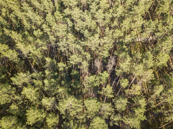 Zielony Las Wiosną Widok Drona Powietrza — Zdjęcie stockowe