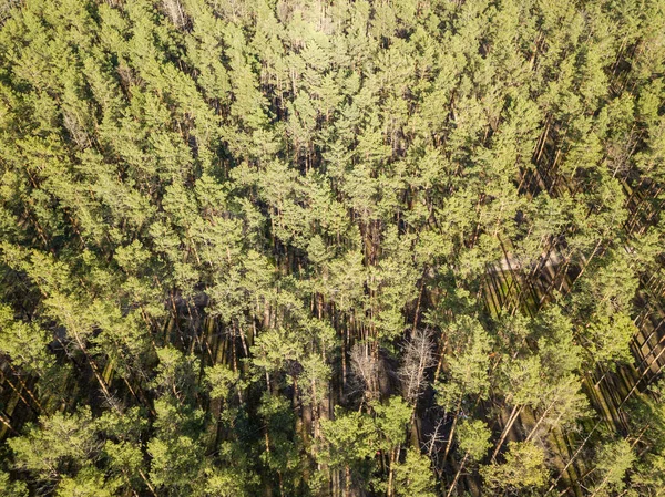 Grön Skog Våren Flygdrönare — Stockfoto