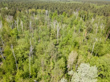 Baharda yeşil orman. Hava aracı görünümü.