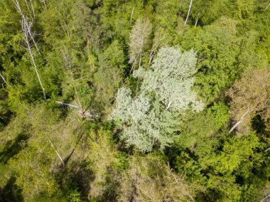 Baharda yeşil orman. Hava aracı görünümü.