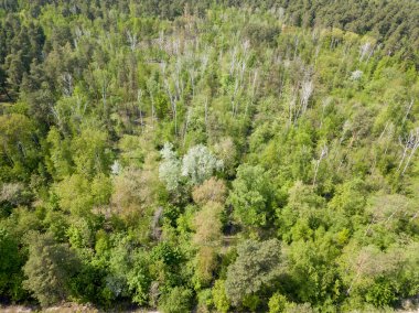 Baharda yeşil orman. Hava aracı görünümü.