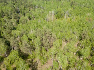 Baharda yeşil orman. Hava aracı görünümü.