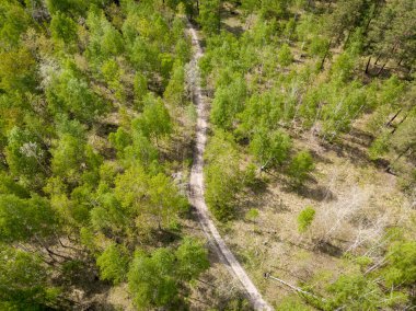 Baharda yeşil orman. Hava aracı görünümü.