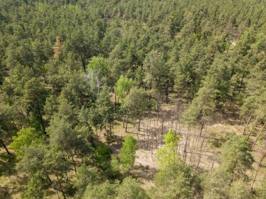 Baharda yeşil orman. Hava aracı görünümü.
