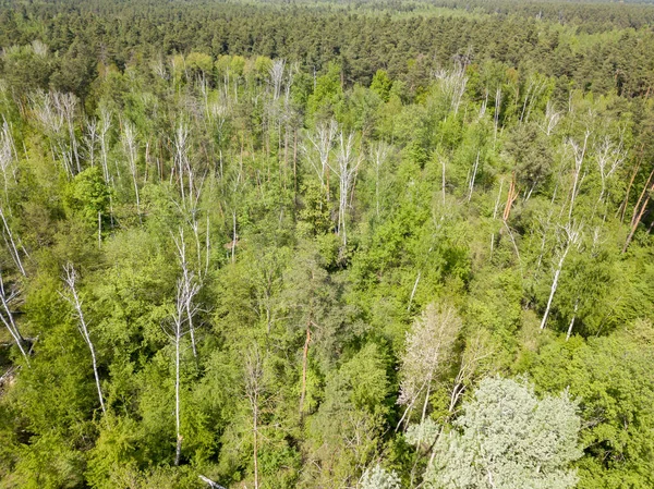 Floresta Verde Primavera Vista Aérea Drones — Fotografia de Stock