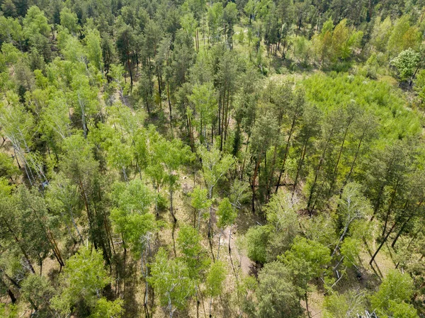 Floresta Verde Primavera Vista Aérea Drones — Fotografia de Stock