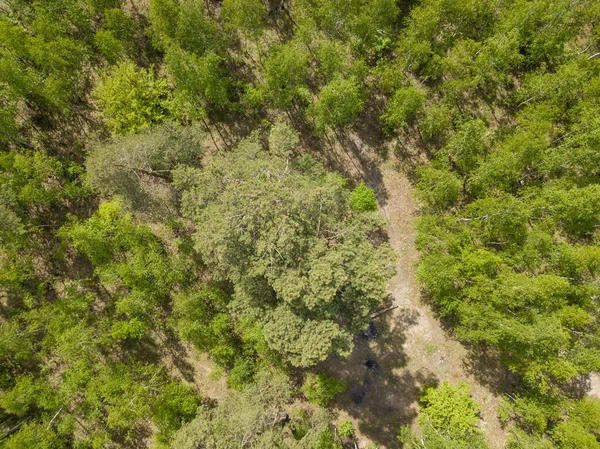 Zelený Les Jaře Zobrazení Leteckých Dronů — Stock fotografie