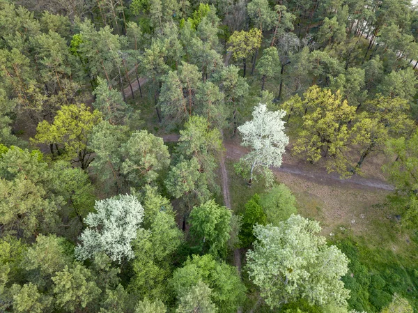 Green Forest Spring Aerial Drone View — Stock Photo, Image