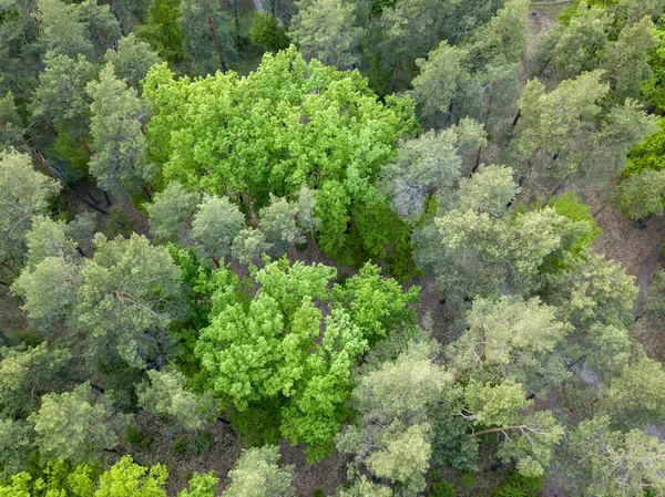 Zelený Les Jaře Zobrazení Leteckých Dronů — Stock fotografie