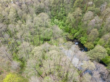 Baharda yeşil ağaçların arasında akarsu. Hava aracı görünümü.