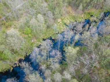 Baharda yeşil ağaçların arasında akarsu. Hava aracı görünümü.