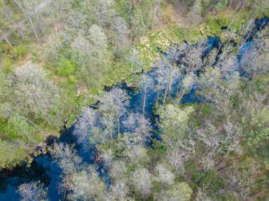 Baharda yeşil ağaçların arasında akarsu. Hava aracı görünümü.
