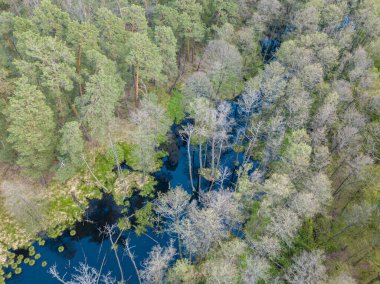 Baharda yeşil ağaçların arasında akarsu. Hava aracı görünümü.