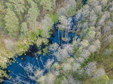 Baharda yeşil ağaçların arasında akarsu. Hava aracı görünümü.