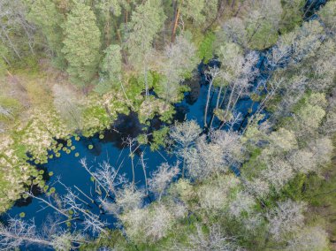 Baharda yeşil ağaçların arasında akarsu. Hava aracı görünümü.