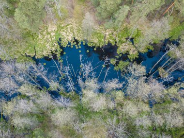 Baharda yeşil ağaçların arasında akarsu. Hava aracı görünümü.