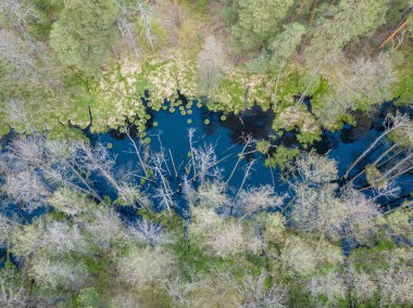 Baharda yeşil ağaçların arasında akarsu. Hava aracı görünümü.