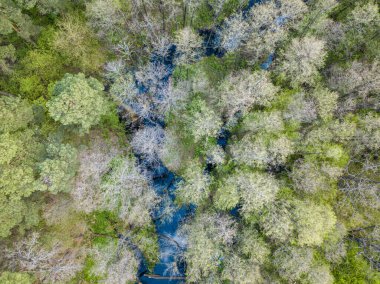 Baharda yeşil ağaçların arasında akarsu. Hava aracı görünümü.