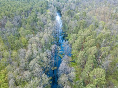 Baharda yeşil ağaçların arasında akarsu. Hava aracı görünümü.