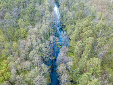 Baharda yeşil ağaçların arasında akarsu. Hava aracı görünümü.