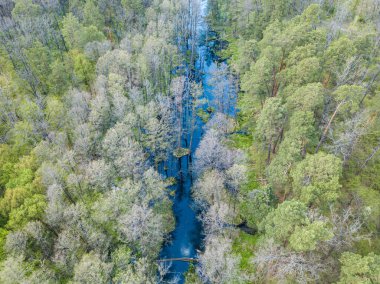 Baharda yeşil ağaçların arasında akarsu. Hava aracı görünümü.