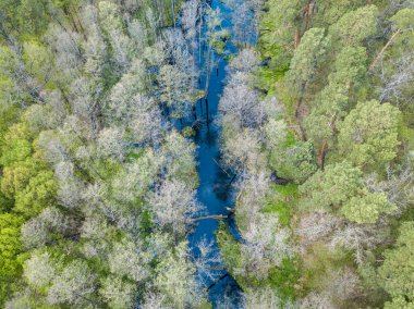Baharda yeşil ağaçların arasında akarsu. Hava aracı görünümü.