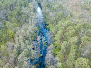 Baharda yeşil ağaçların arasında akarsu. Hava aracı görünümü.