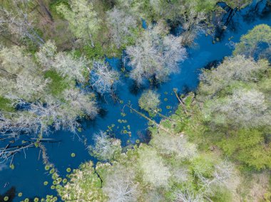 Baharda yeşil ağaçların arasında akarsu. Hava aracı görünümü.