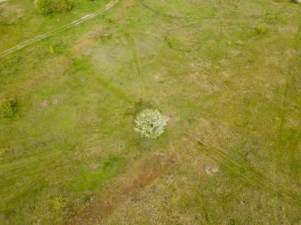 春の牧草地で緑の茂み 空中ドローンビュー — ストック写真
