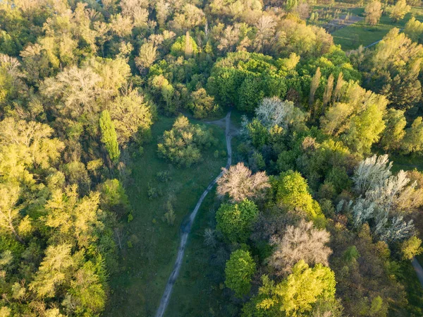 Přírodní Park Paprscích Úsvitu Špinavé Stezky Mezi Stromy Zobrazení Leteckých — Stock fotografie