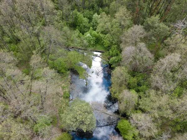 Fluxo Entre Árvores Verdes Primavera Vista Aérea Drones — Fotografia de Stock
